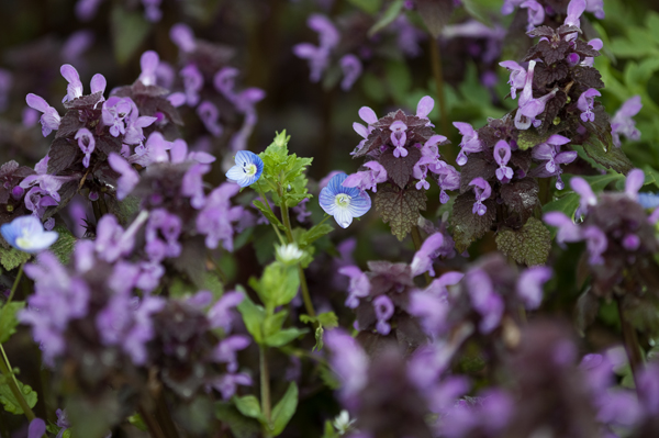 Lamium puprureum e Veronica persica